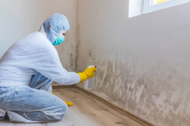 Licensed Mold Removal service in Dendron, VA - WQB Mold Removal