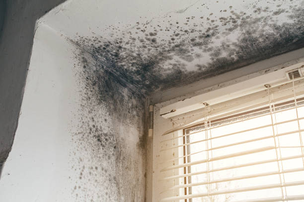 Affordable Mold Removal solutions in Dendron, VA