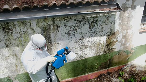 Top rated local Mold Removal specialists in Dendron, VA